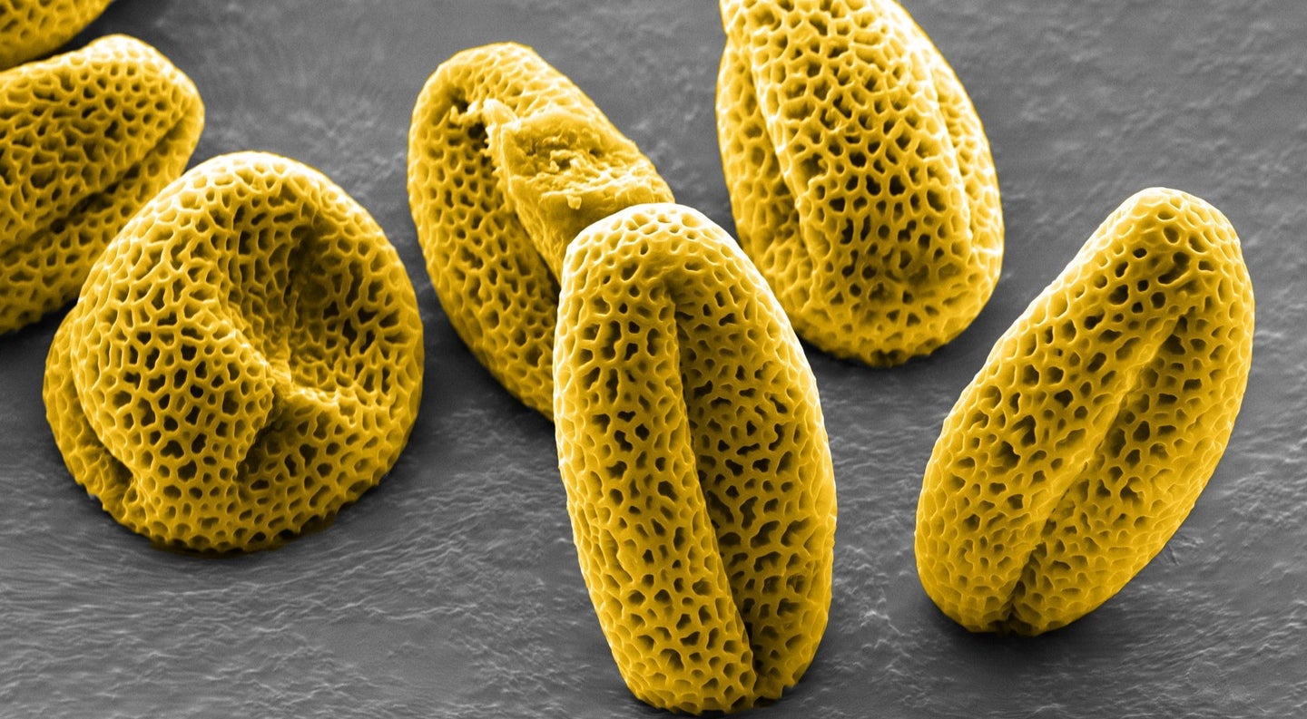 A winning picture of mutated pollen grains, colorized, from the Koch Institute Image Awards.