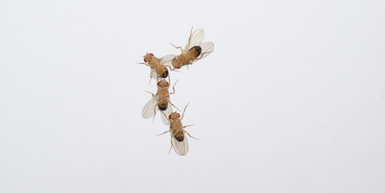 Horny male fruit flies plunge into chaos when exposed to air pollution