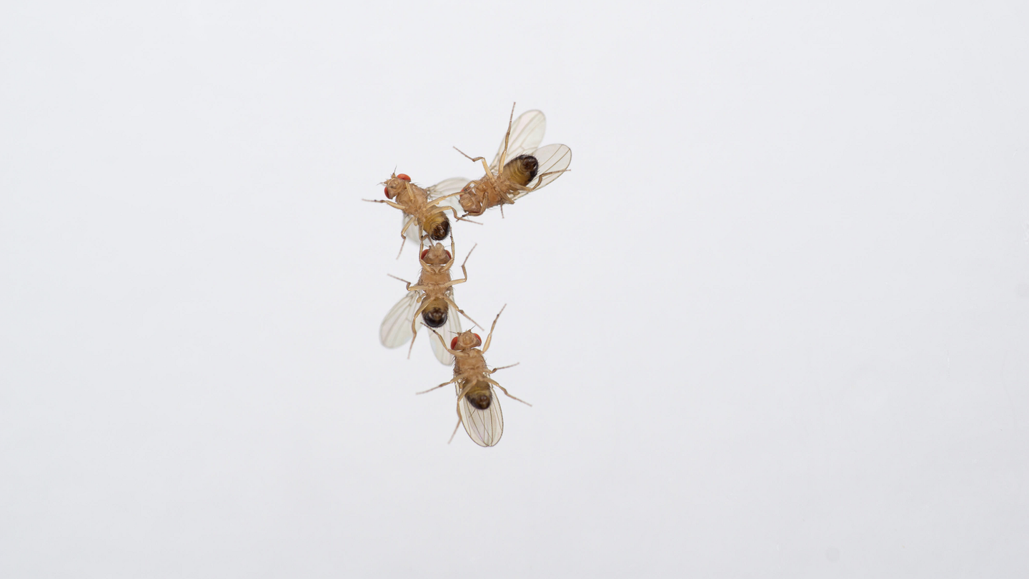 Four male common fruit flies in a chain trying to mate with each other after being exposed to ozone air pollution