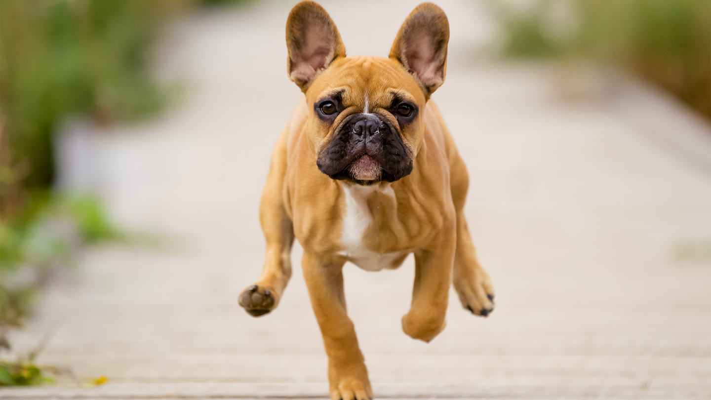A French bulldog puppy running.