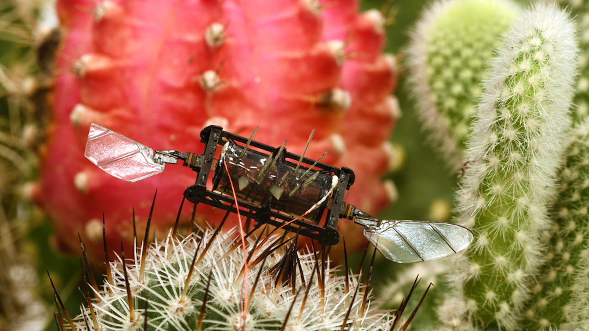 Small flying robot perched atop cactus