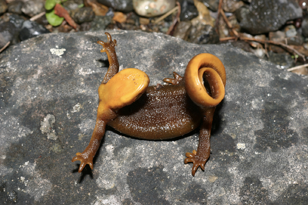 Poisonous newt curling up on rock to show yellow warning coloration