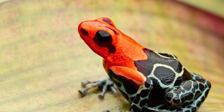 Poisonous animals probably took their sweet time developing unappetizing bright colors