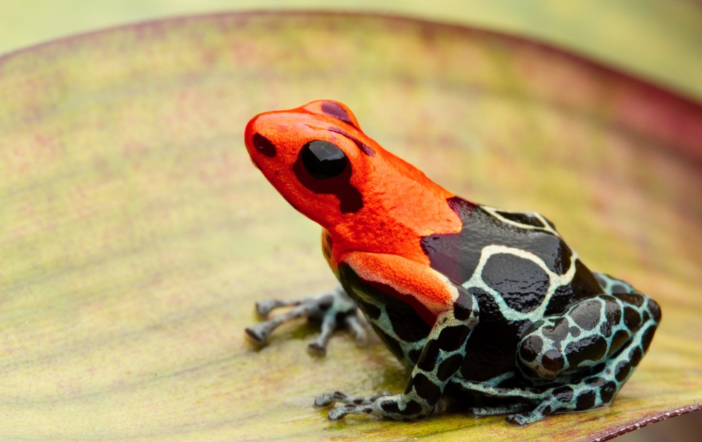Red and speckled blue and black poison dart frog looking up from a light green leaf
