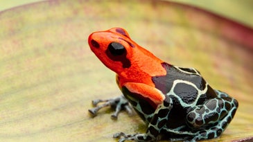 Poisonous animals probably took their sweet time developing unappetizing bright colors