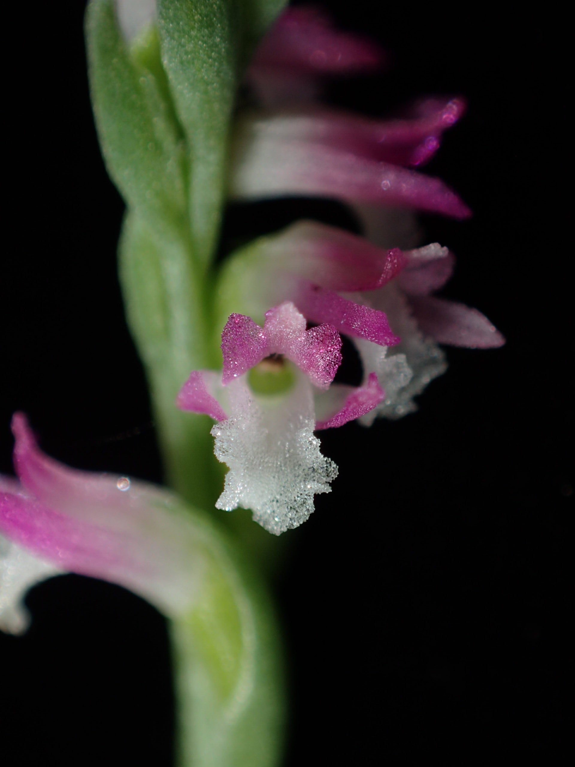 This new species of pink orchid looks like delicate glasswork