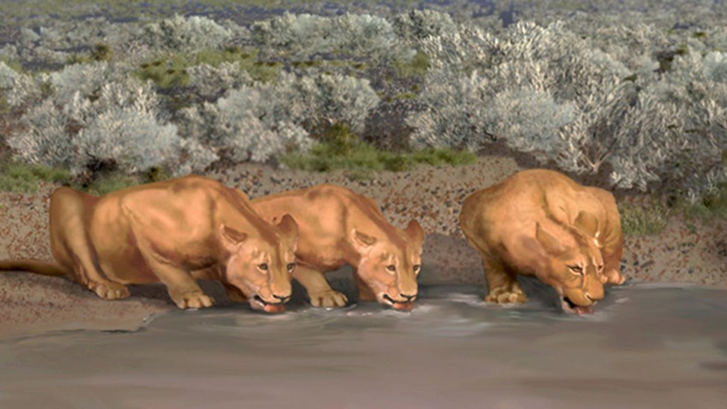 Big cats like the American lion inhabited North America during the Pleistocene.