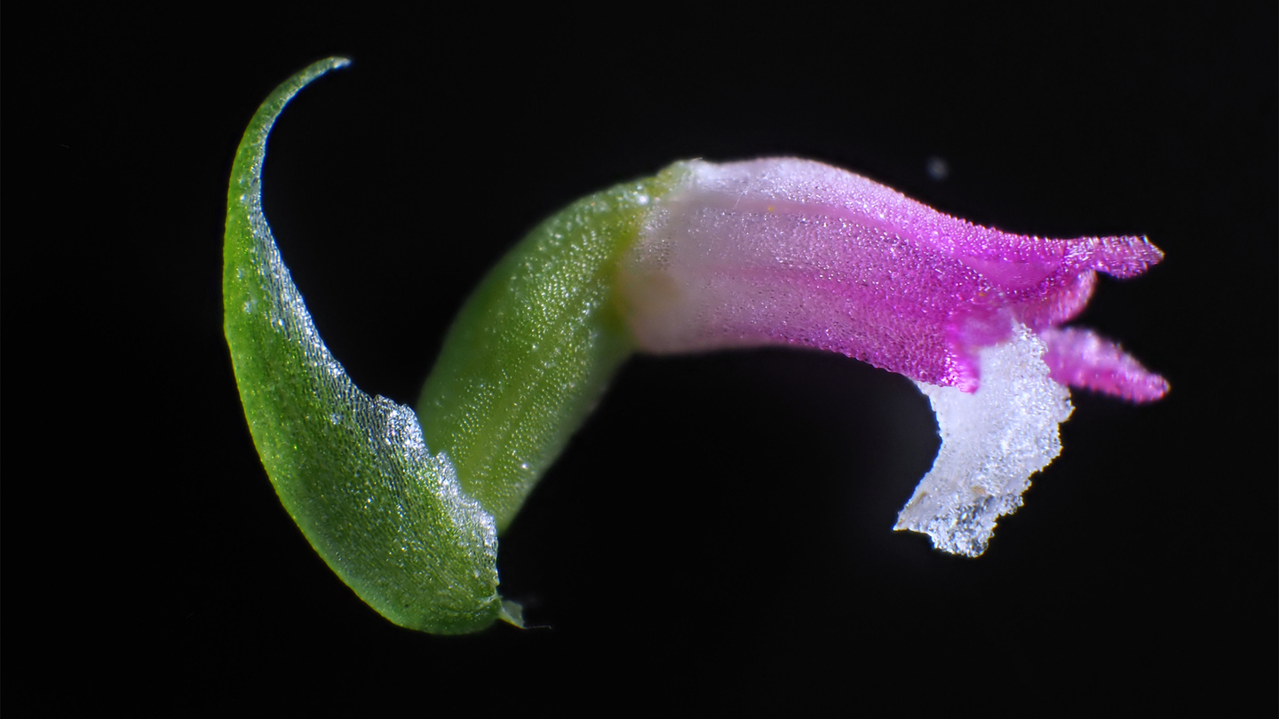 Close up of a newly discovered orchid species named Spiranthes hachijoensis with pink petals,