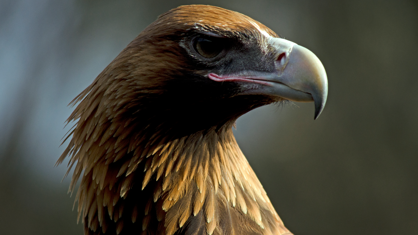 A Wedge-tailed Eagle, a large vulture native to Australia.