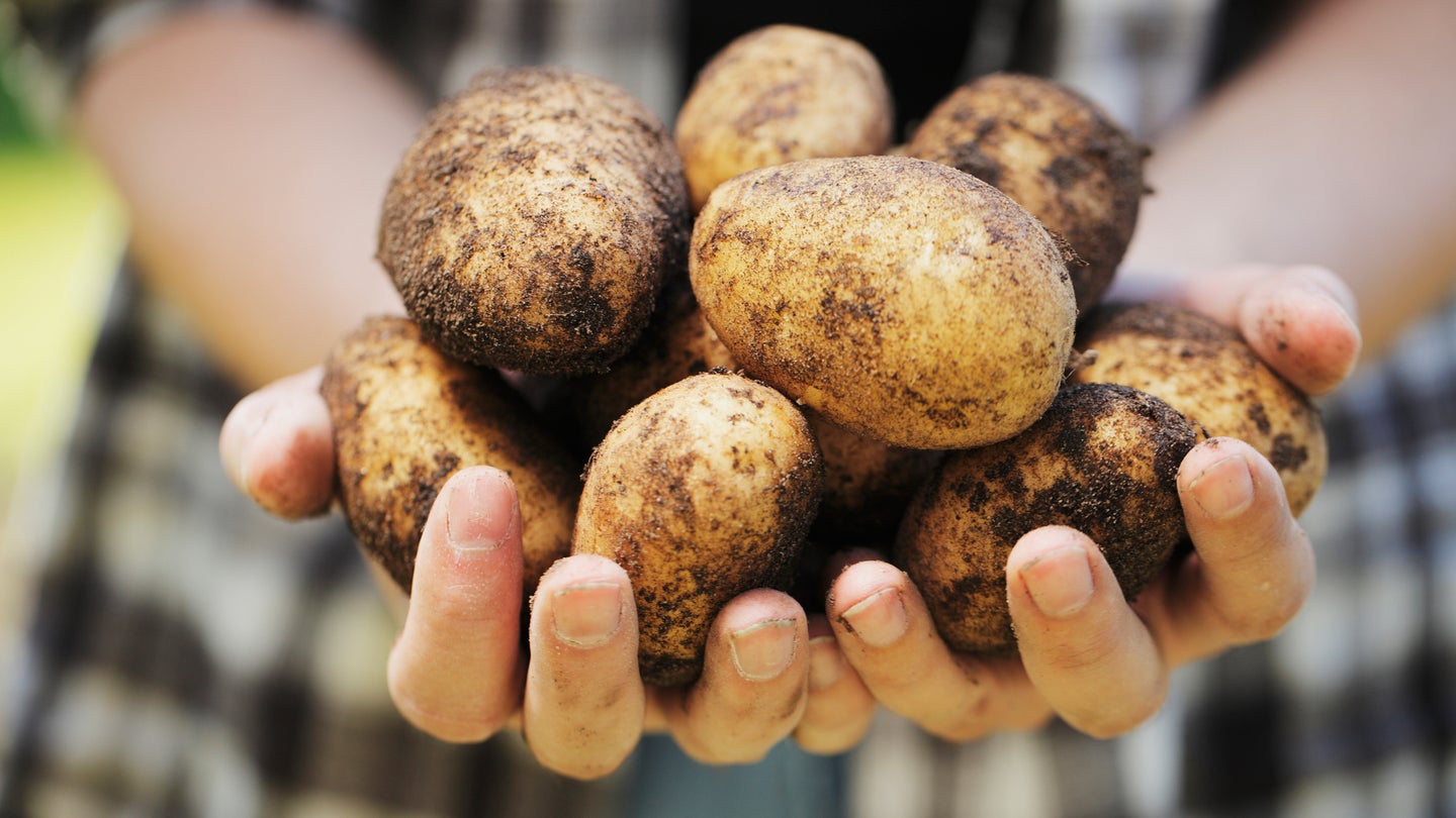 Two hands holding pile of potatoes