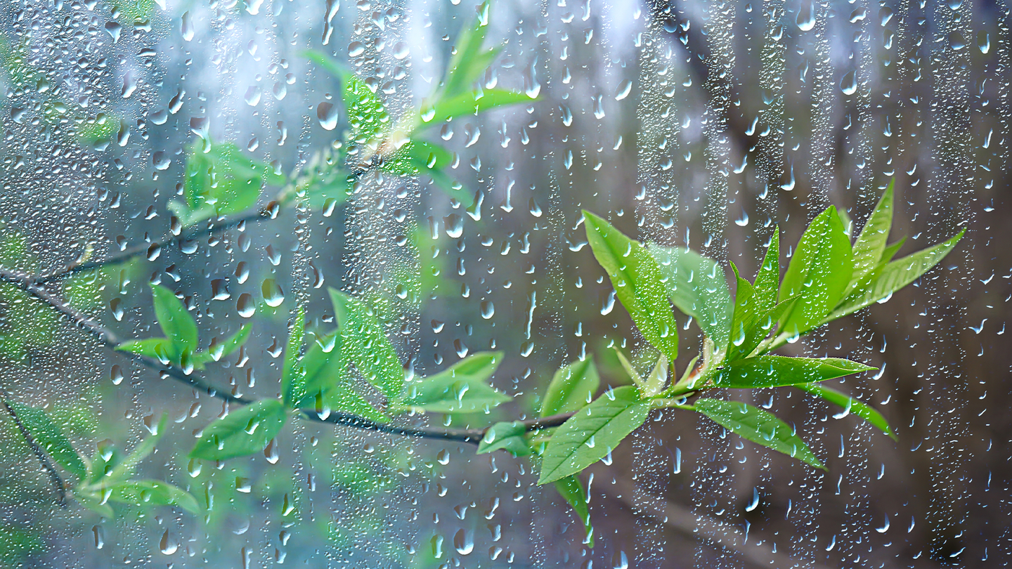 Rain falling on a window and green plants.