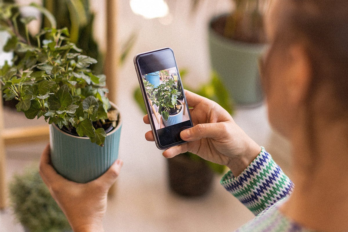 A person holding a phone with a plant identifier app pulled up.