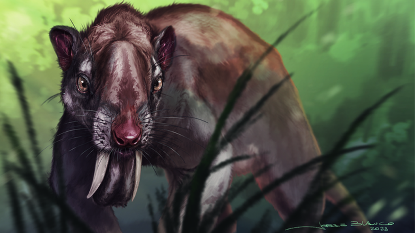An illustration of Thylacosmilus atrox, an extinct marsupial with giant canine teeth,