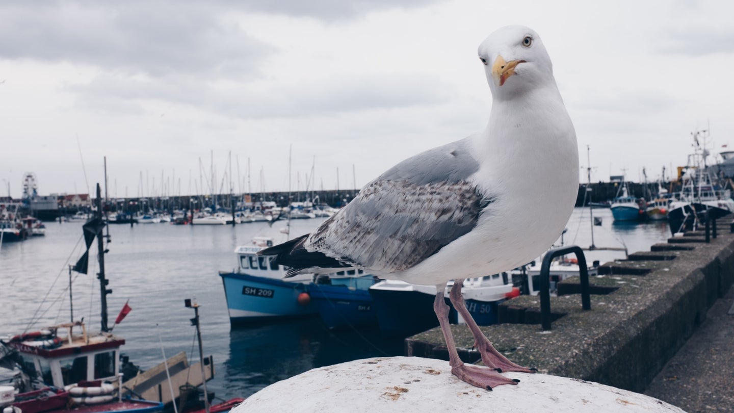 Birds are a decently common sight on ships’ decks. But could birds be adapting to a new reality of assisted migration?