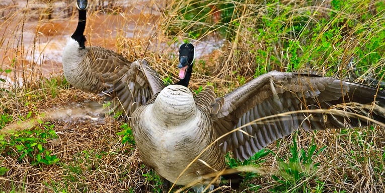 Read this if you’re too scared to walk past a goose