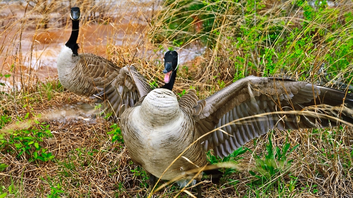 A Canada goose opening its mouth and spreading its wings to protect its nest and its mate behind it at the edge of a marshy area.