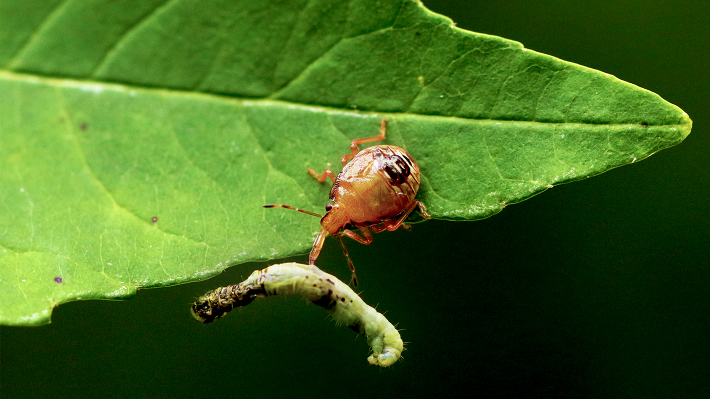 A bug on a green leaf feeding on a caterpillar.
