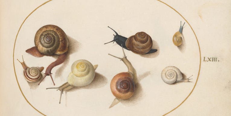 It’s still a mystery how snails ended up scattered around the globe
