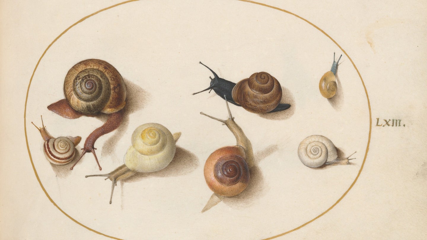 Snail painting by Joris Hoefnagel.