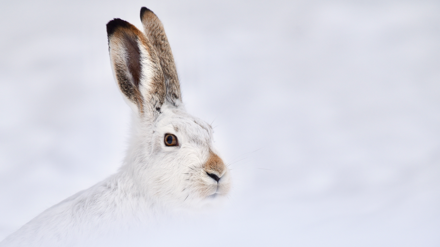 A white-tailed jackrabbit in it's winter white fur.