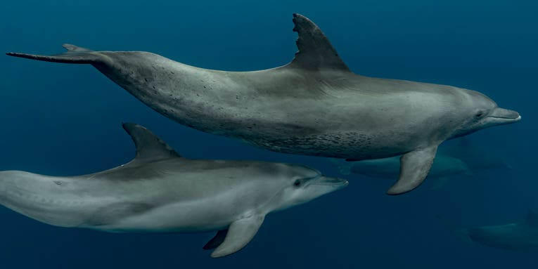 How can you tell a dolphin’s age? Check its freckles.