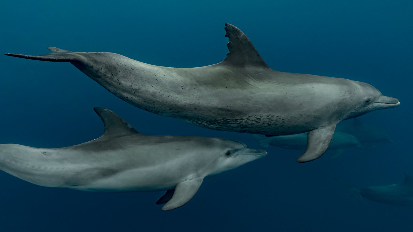 More than just beauty marks, Indo-Pacific bottlenose dolphins’ spots are a reliable marker of aging.