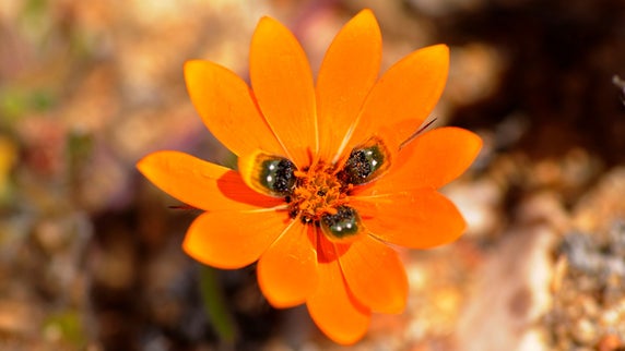 Desert daisy tricks male flies with sexy evolutionary deception