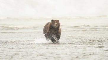 Bears can run at surprisingly fast speeds—here’s how they vary by species