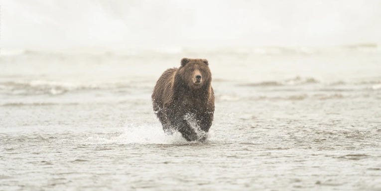 Bears can run at surprisingly fast speeds—here’s how they vary by species