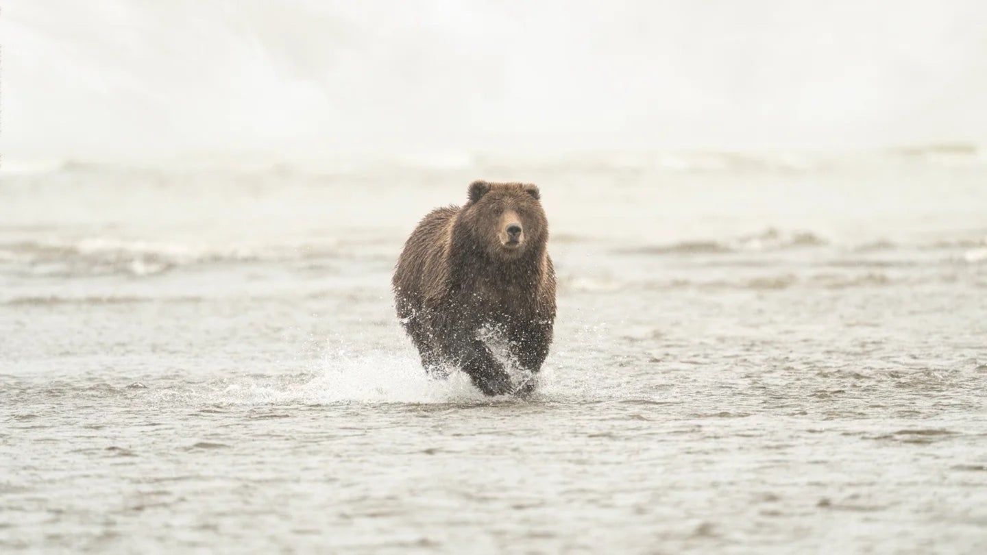 A grizzly bear can run 35 miles per hour.