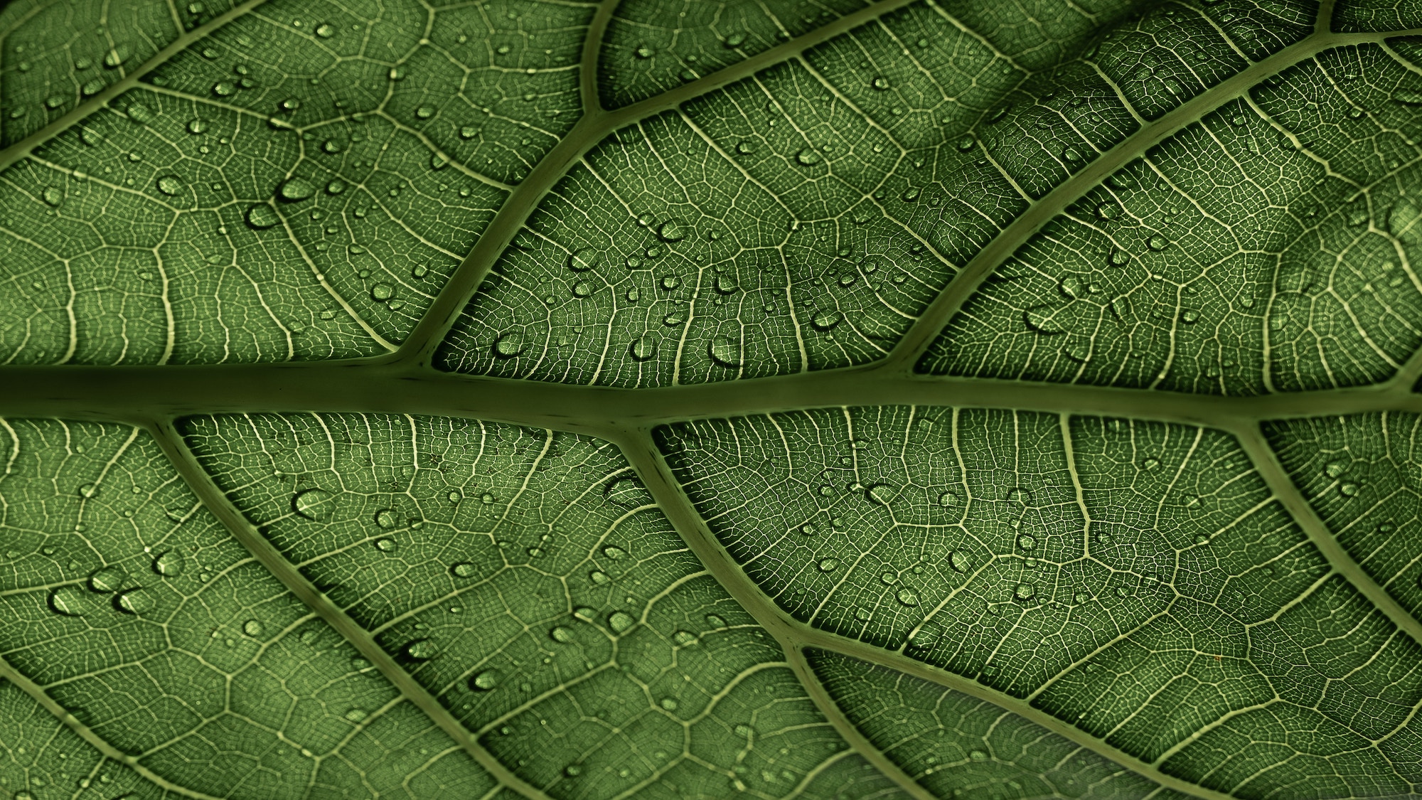 plant leaf up close