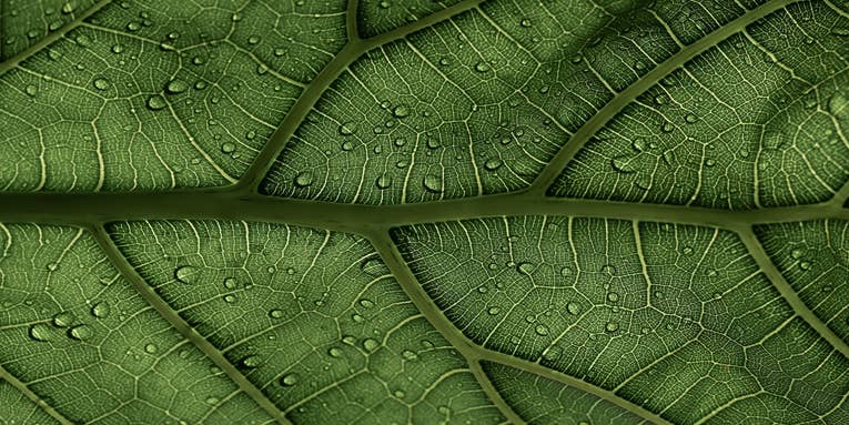 Tiny, fast lasers are unlocking the mysteries of photosynthesis