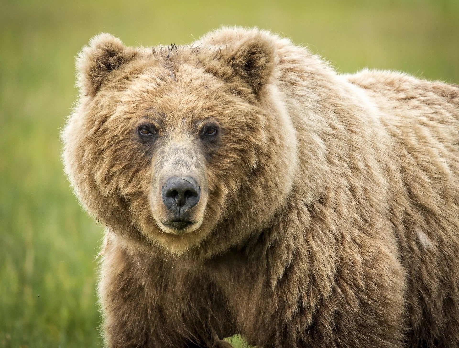 Adult grizzly bear looking directly at camera