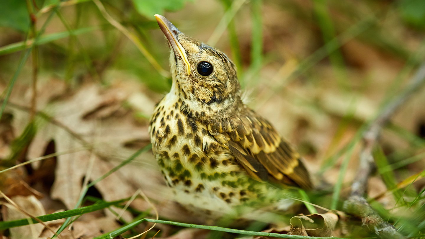 A baby song thrush bird looks up from the forest floor.