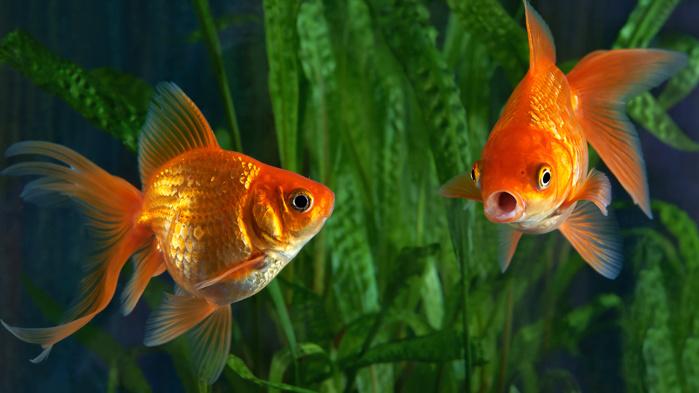 two goldfish swimming in front of some green foliage