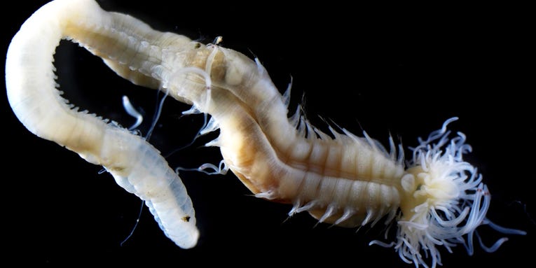 These newly discovered bioluminescent sea worms are named after Japanese folklore