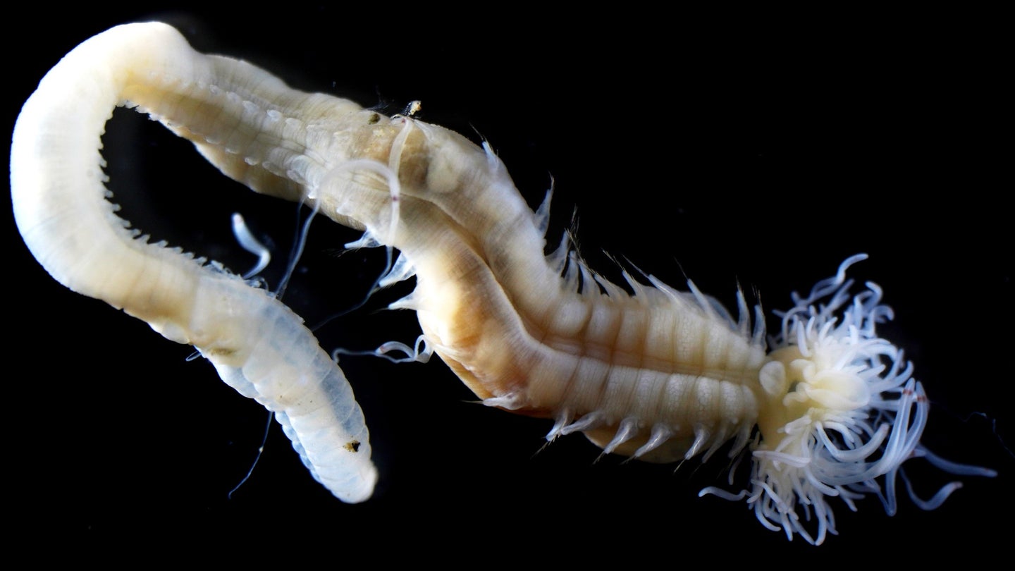 Polycirrus onibi, a newly discovered marine worm that glows in the dark, was named after a creature from Japanese folklore.