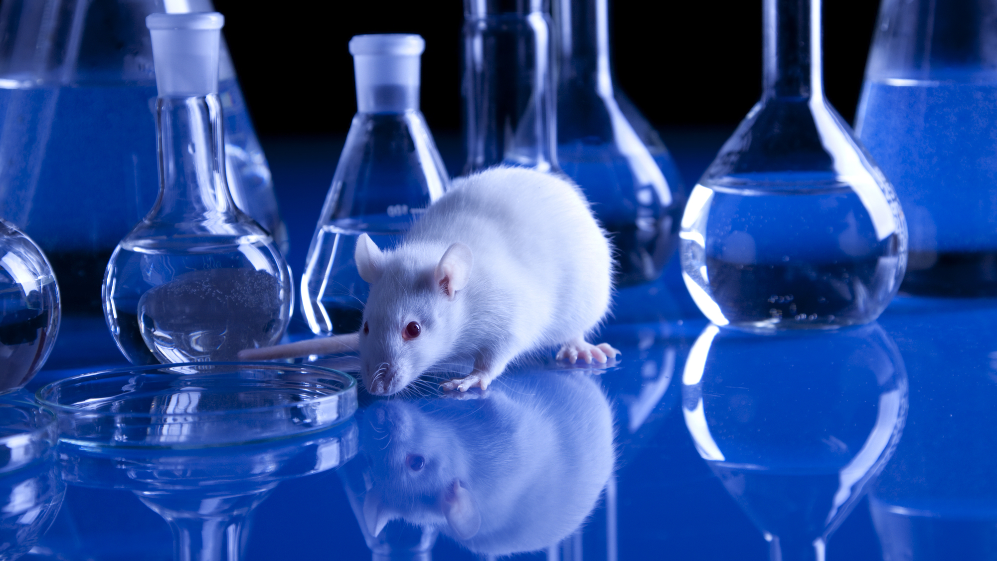 Lab mouse on table in front of lab flasks and beakers in blue lighting