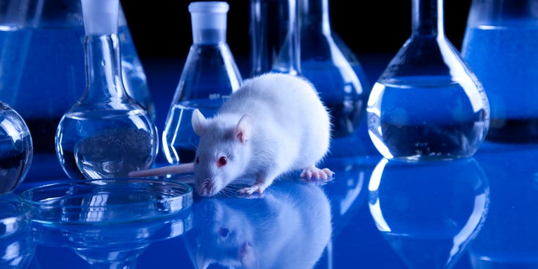 What video game-playing mice taught neuroscientists about memory-making