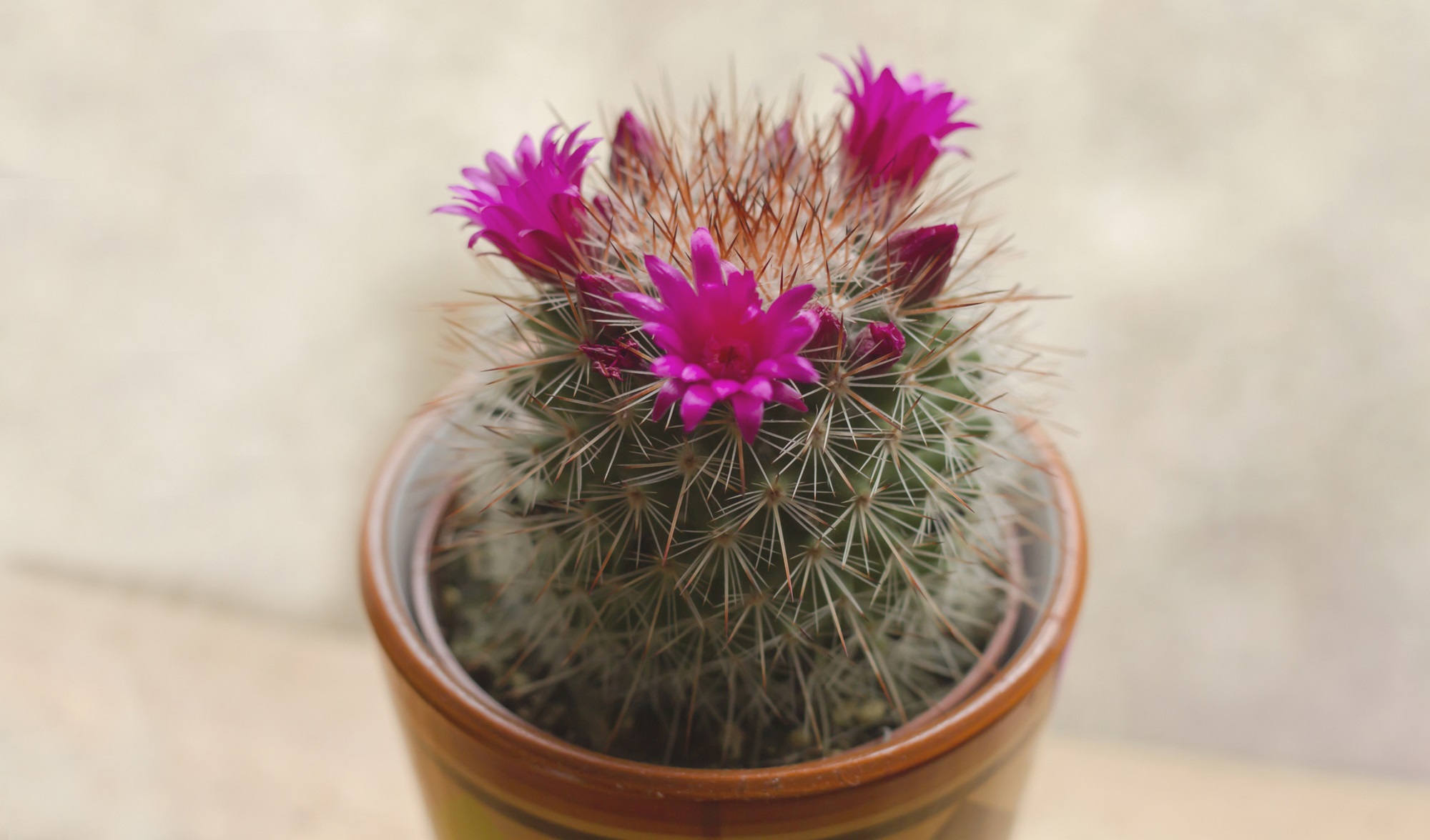 Pincushion cactus with pink flowers on a sunny windowsill