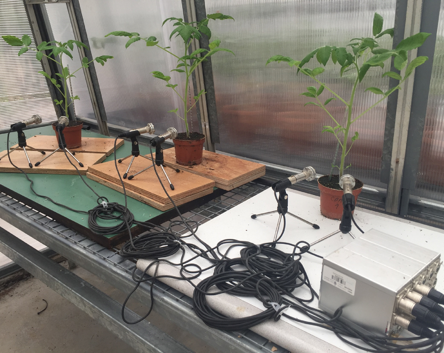 Three tomato plants in a greenhouse with a microphone in front of them