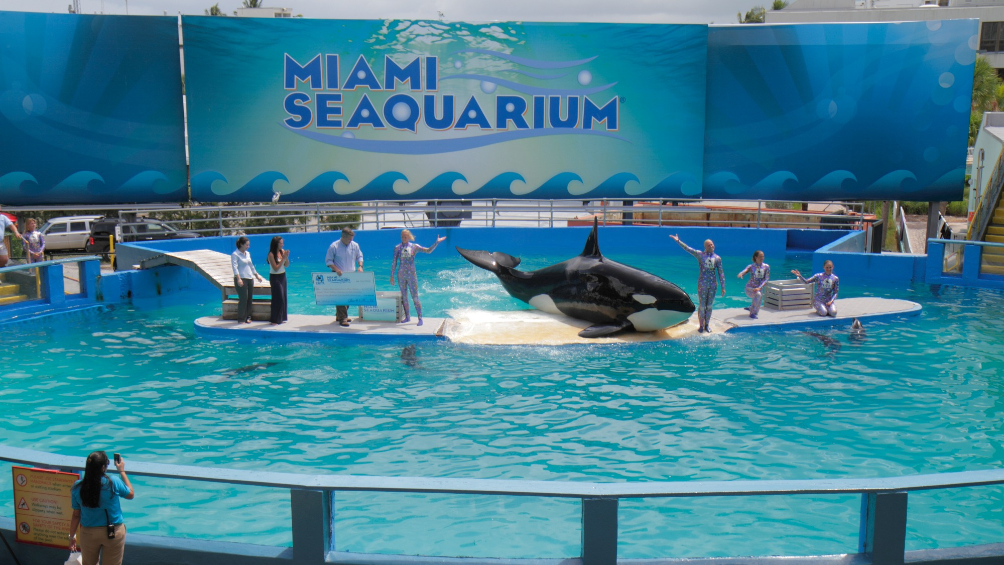 Lolita the killer whale performing its 40th anniversary performance at Miami Seaquarium.