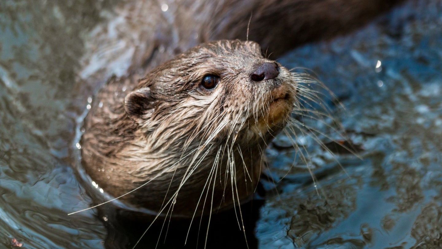 Otters are way more resilient in the face of environmental contamination than we thought. 