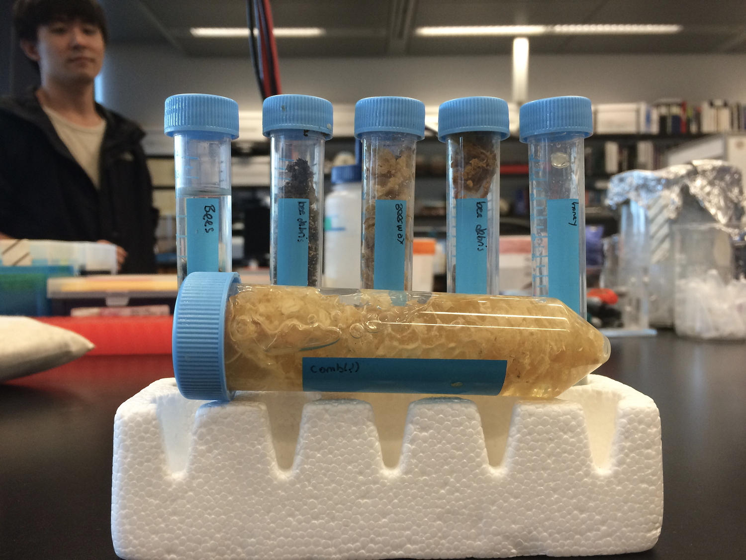 Honeybee hive debris in test tubes at a Cooper Union lab