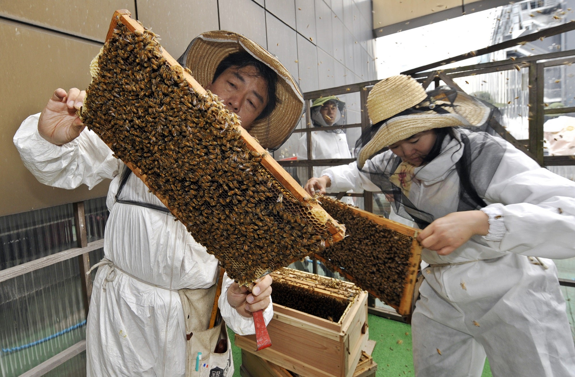 Beehives are the honeypot for a city’s microbial secrets