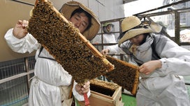 Beehives are the honeypot for a city’s microbial secrets