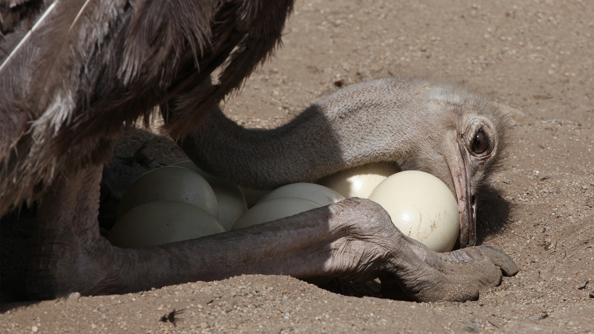 An ostrich inspects eggs in a nest.
