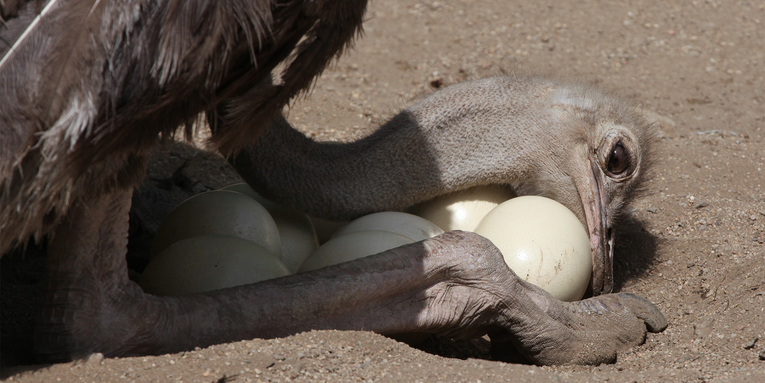 Troodons laid eggs in communal nests just like modern ostriches
