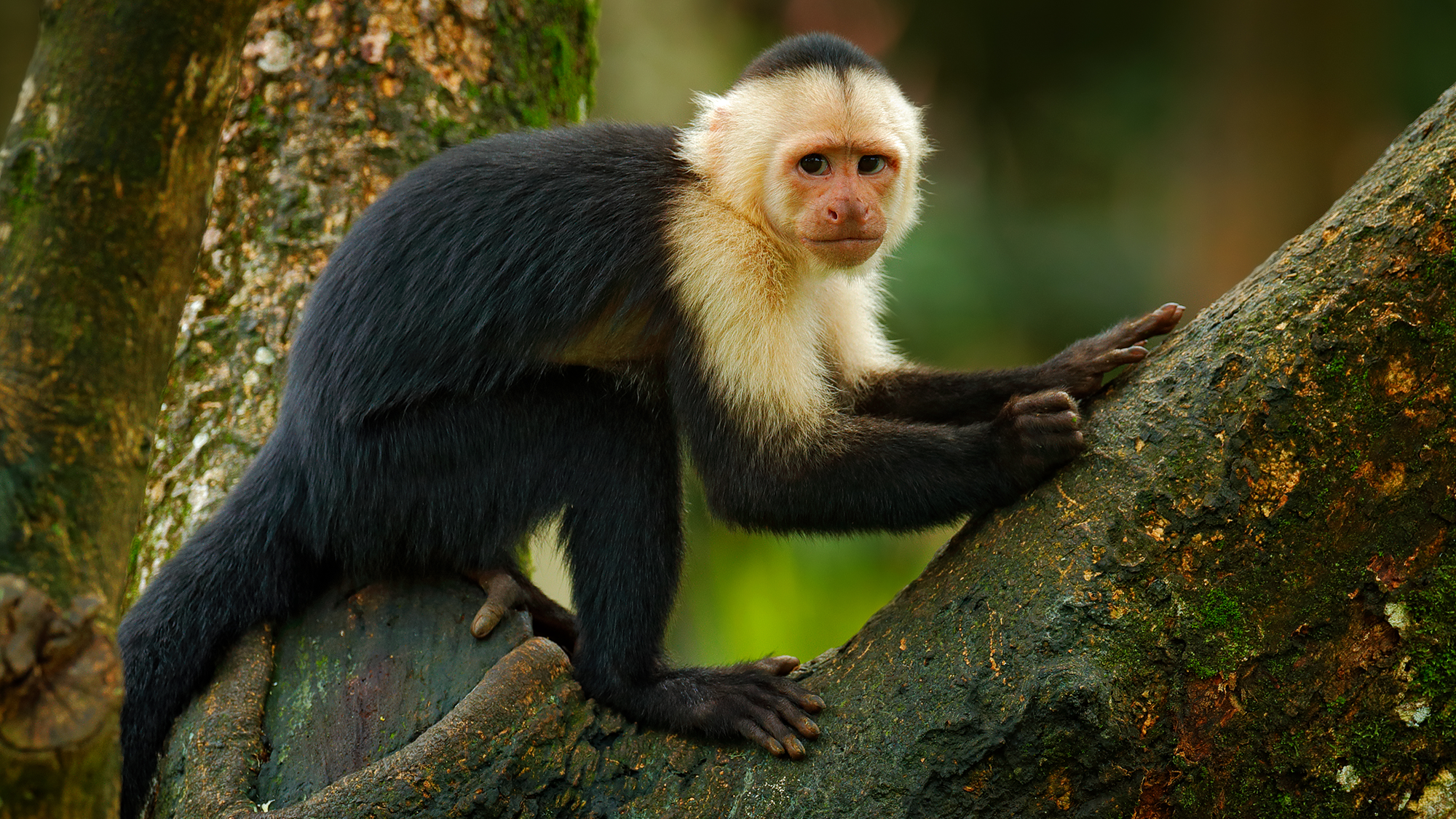 A capuchin monkey in a tree looking at the camera.