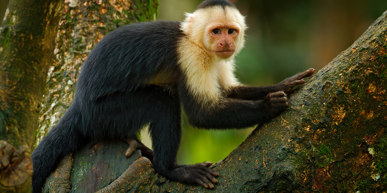 Do magic tricks work on monkeys? Only if they have opposable thumbs like us.